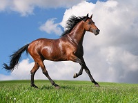 Масса коня. Сколько весят лошади? Формулы определения их массы
