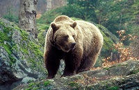 Сколько весит медведь