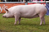 Сколько весит свинья
