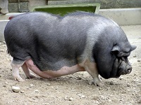 Вес свиньи